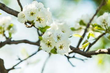 Tree, spring, outdoor.