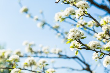 Spring, outdoor, sunlight.