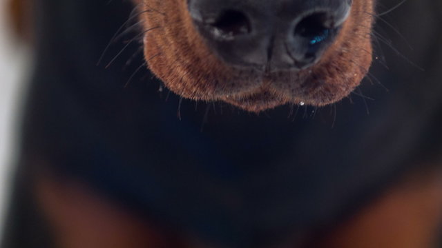 Close-up of nose and eyes of dog