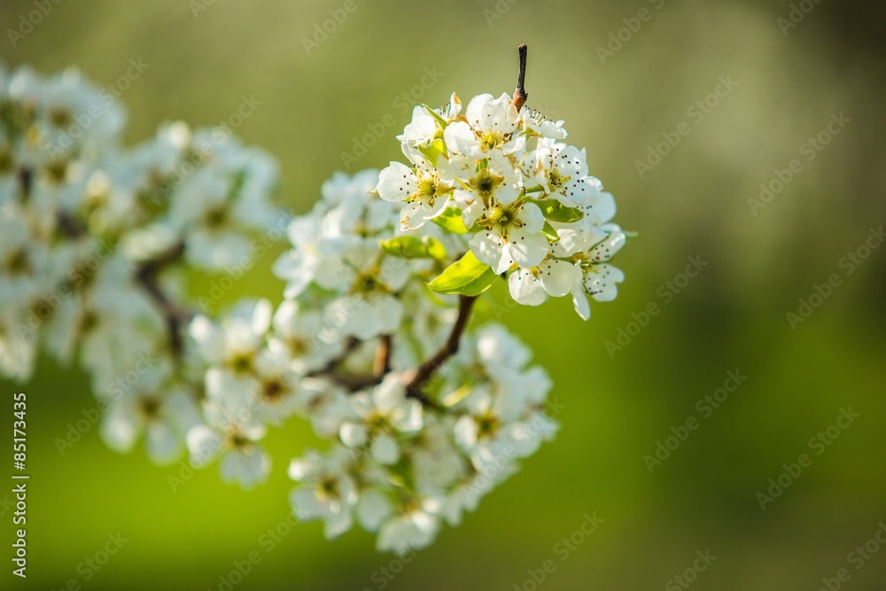 Sticker Flower, background, spring.