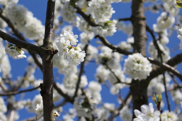kirschblüten