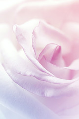 sweet rose in soft color and blur style for background
