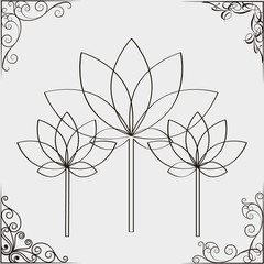  Lotus flower