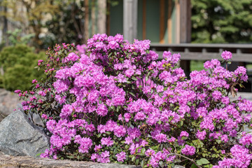 Fototapeta na wymiar pink rhododendron bush