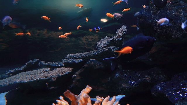 Tropical fish swimming in a tank