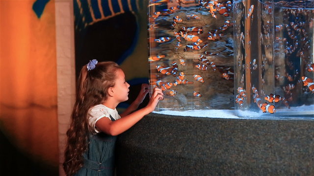 Little girl watching tropical fish swimming in a tank