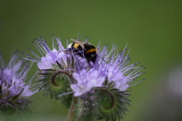Hummel