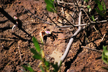 Fiddler Crab