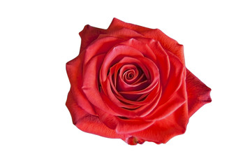 red rose close