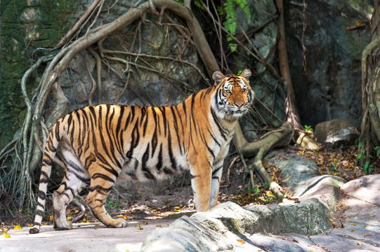 Asian- or bengal tiger standing with rock wall in background