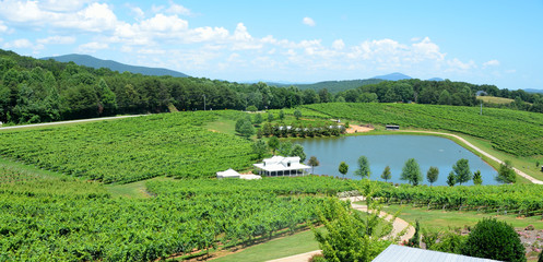 Vineyard North Georgia, USA