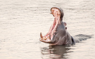 Hippopotamus in a lake yawning