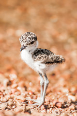 Lapwing Chick