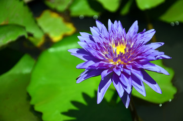 Lotus Flower or Water Lilly Blossom