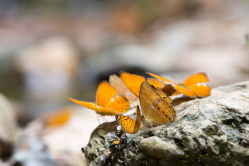 Colorful butterflies