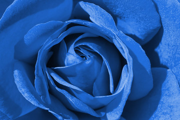 Colorful rose detail background