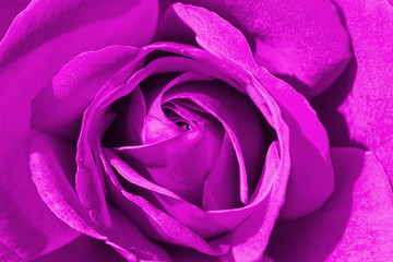Obraz na płótnie Canvas Colorful rose detail background