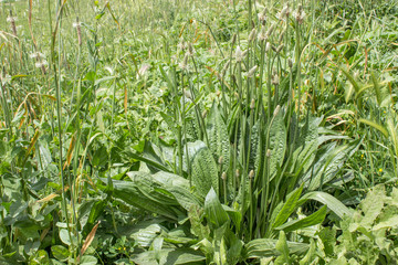 plantain / Plantain plant in a meadow © Cora Müller