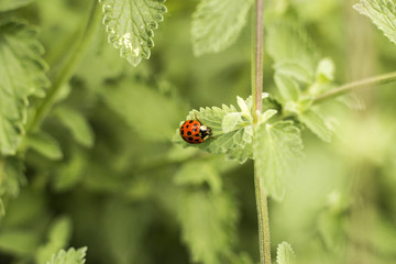 Ladybug on leaf