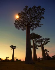 Crédence de cuisine en verre imprimé Baobab Madagascar