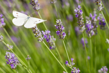 Butterfly and Lavender