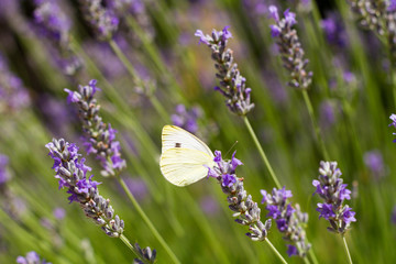 Butterfly and Lavender