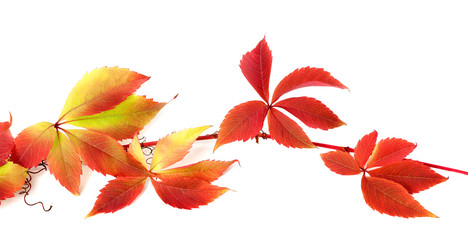 Red autumn branch of grapes leaves