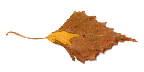 Dry autumn leaf of birch