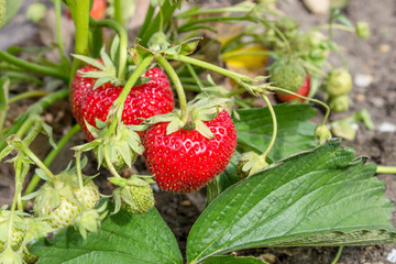 ripe, red strawberries / Strawberry plants with ripe, red strawberries 
