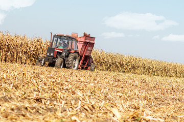 Old-Fashioned tractor harvesting corn corp.