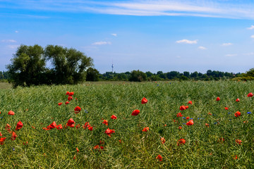 Ehemalige Rieselfelder bei Blankenfelde © ebenart