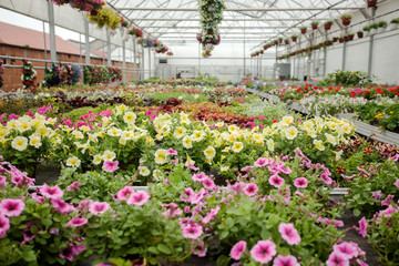 Fototapeta na wymiar beautiful Greenhouse interior with different types of flowers