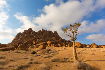 Quiver Tree and Rocks