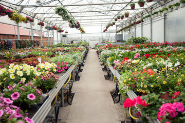 beautiful Greenhouse interior with different types of flowers