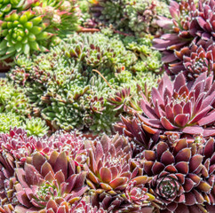 houseleek  / different types houseleek