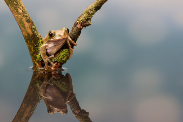 Peacock tree frog reflection in water