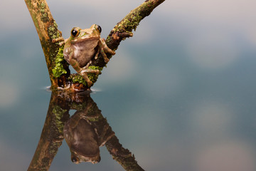 Peacock tree frog reflection in water