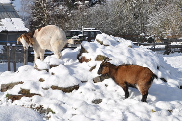 Naklejka premium Ziege im Schnee