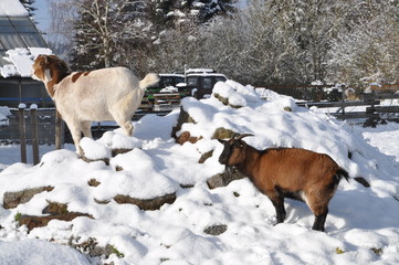 Ziege im Schnee