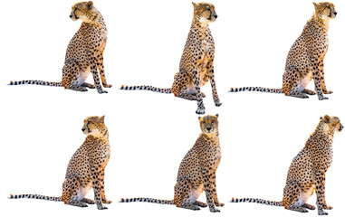 Six cheetahs