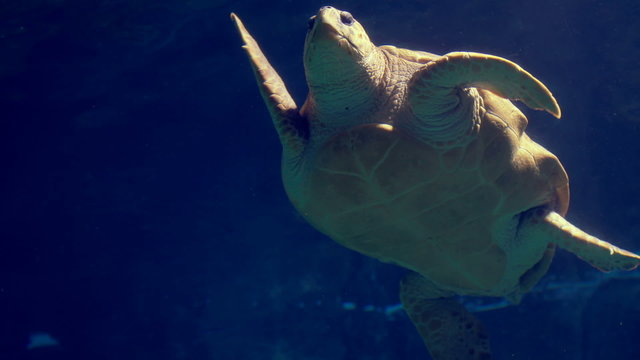  Sea turtle swimming in aquarium