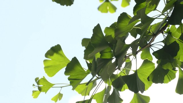 Ginkgo biloba, Tempelbaum, Heilmittel aus Asien mit Blatt
