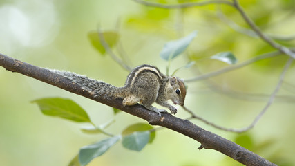 Indian palm squirrel in Sri Lanka