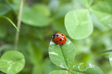 Obraz premium Ladybug