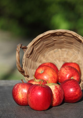 Harvest time, apples