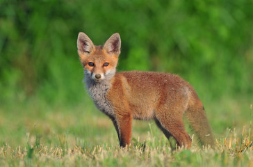 Red fox cub