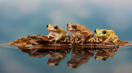 Fototapeta premium three frogs on a log..