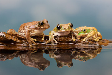 Obraz premium Peacock tree frog in a reflection pool