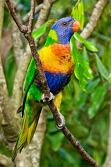 Rainbow Lorikeet,Australia