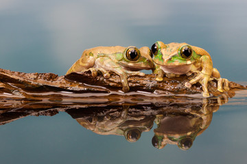 Peacock tree frog in a reflection pool